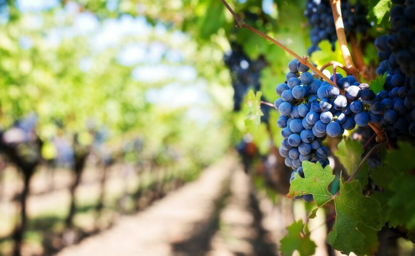 Régulation de température et production d'azote pour la vinification